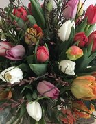 Foto tulpen