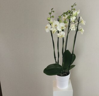 Witte orchidee