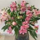 Alstroemeria 