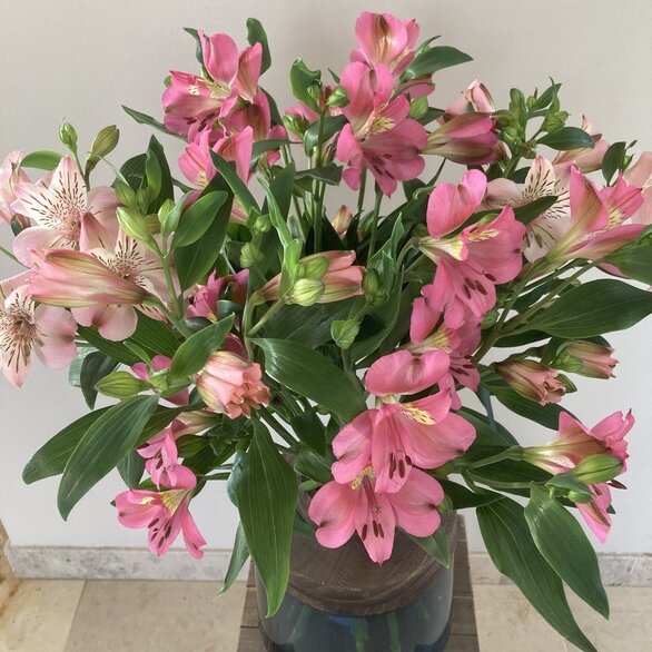 Alstroemeria 